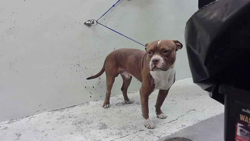 An adult large-sized male Staffordshire Bull Terrier dog named A for adoption in Houston, TX