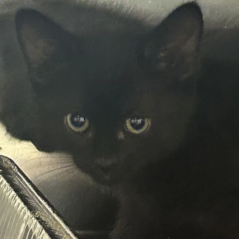 A baby small-sized male Black Domestic Short Hair cat named Flynn for adoption in Asheville, NC