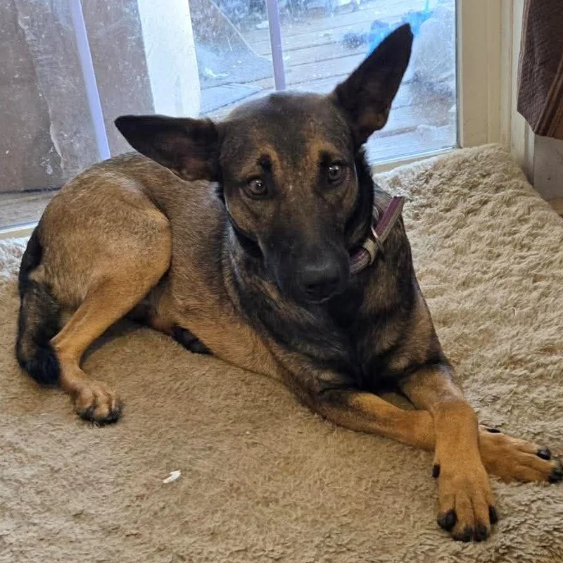 A young medium-sized female Bicolor Belgian Shepherd / Malinois dog named Gigi for adoption in Columbia, MD