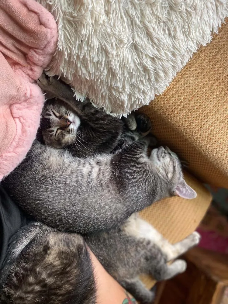 A baby medium-sized female Domestic Short Hair cat named Destiny's Child for adoption in Lansing, MI