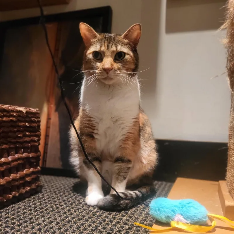 Estrella thumbnail 2