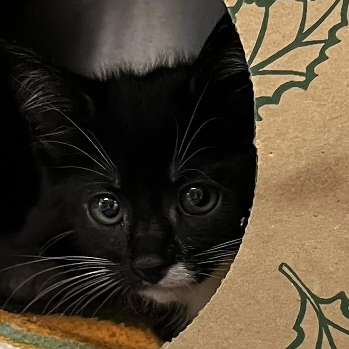 A baby small-sized female Black Domestic Short Hair cat named Cinderblock for adoption in Baltimore, MD