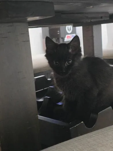 A baby small-sized male Black Domestic Medium Hair cat named Nito for adoption in Liverpool, TX