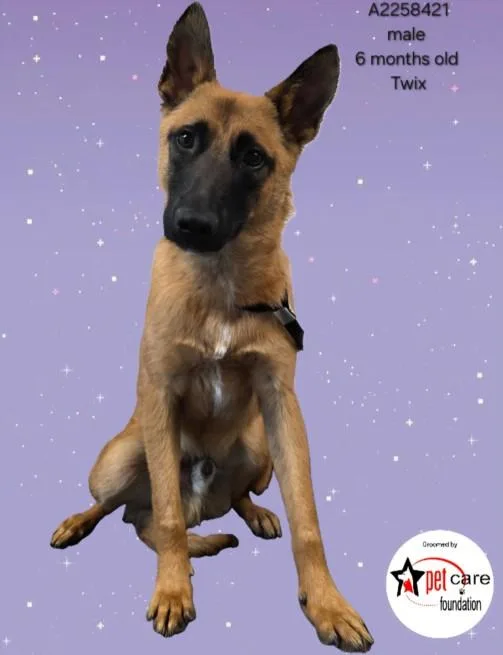 A young medium-sized male German Shepherd Dog dog named Twix for adoption in Los Angeles, CA