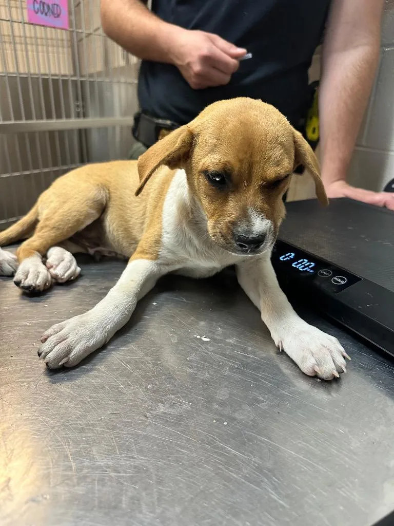 A baby medium-sized male Mixed Breed dog named Diaper Bag for adoption in Rome, GA
