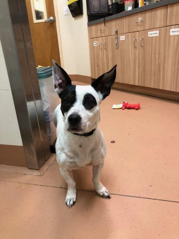 An adult medium-sized female Terrier dog named Chispa for adoption in Kennewick, WA