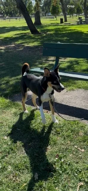 A young large-sized male Siberian Husky dog named Dominic for adoption in Stockton, CA