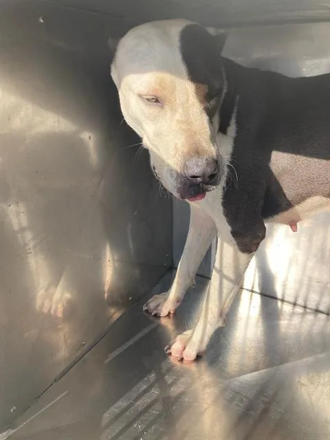 An adult large-sized female Pit Bull Terrier dog named Navy for adoption in Dallas, TX