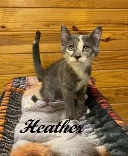 A baby medium-sized female Dilute Tortoiseshell cat named Heather for adoption in Southern Pines, NC