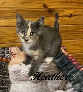 Heather thumbnail 2