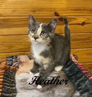 Heather thumbnail 3