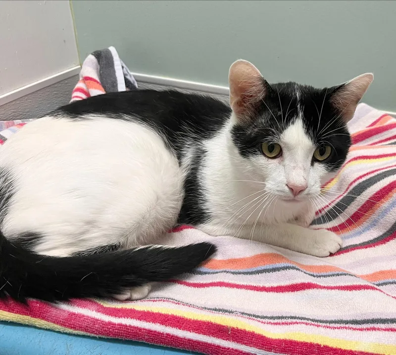 An adult medium-sized male Black & White / Tuxedo Domestic Short Hair cat named Domino for adoption in Parkville, MO