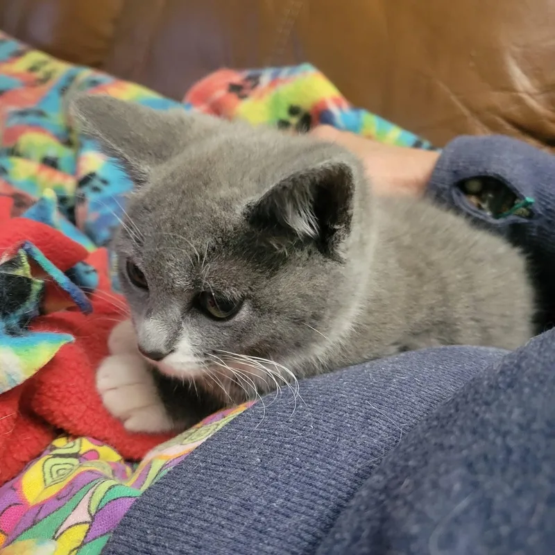 A baby small-sized female Gray & White Tuxedo cat named Dusti for adoption in East Amherst, NY