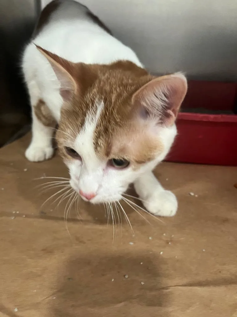 A young large-sized male Domestic Short Hair cat named Lorenzo for adoption in Cartersville , GA
