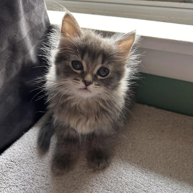 A baby small-sized female Gray / Blue / Silver Domestic Long Hair cat named Fern for adoption in St. Paul, MN