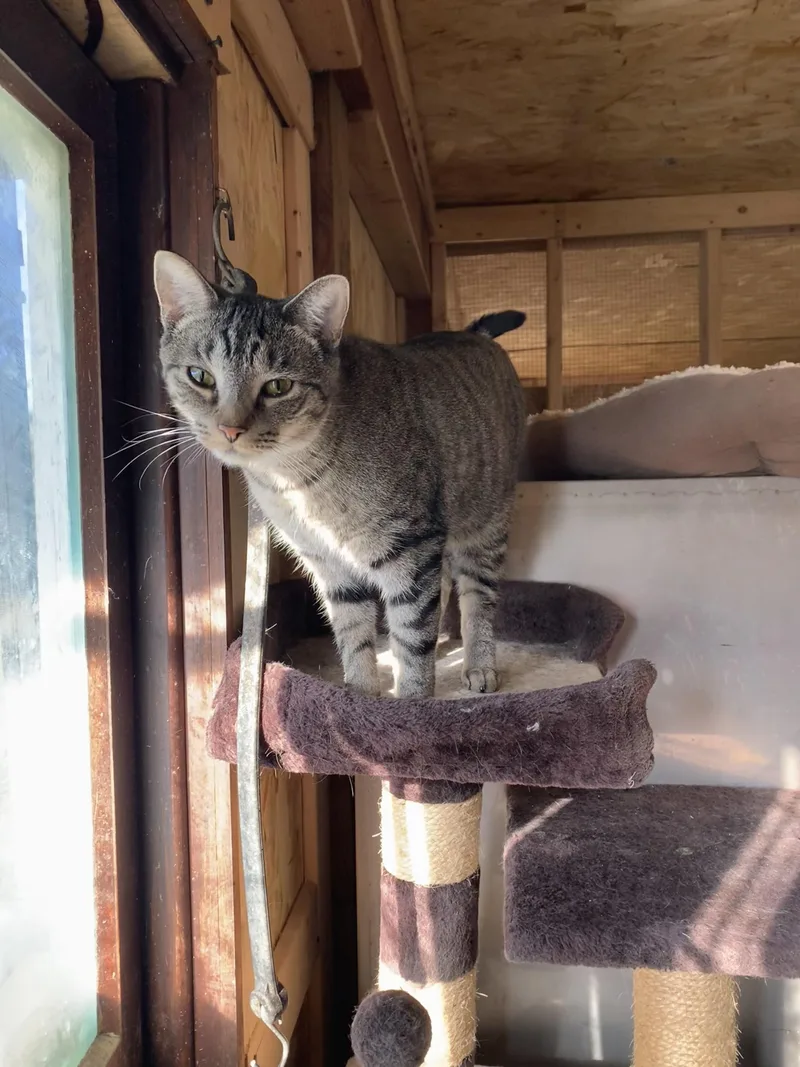 An adult medium-sized female Tabby (Buff / Tan / Fawn) Domestic Short Hair cat named Poppy for adoption in Ludington, MI