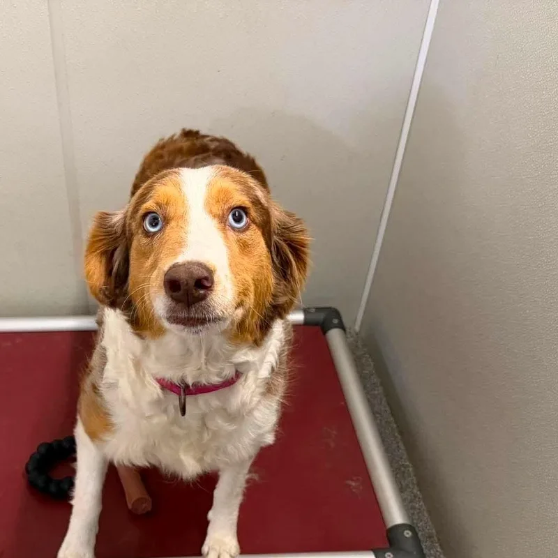A young medium-sized female Australian Shepherd dog named Miracle for adoption in Minooka, IL