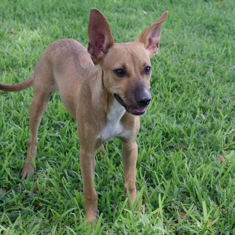 A baby small-sized female Yellow / Tan / Blond / Fawn German Shepherd Dog dog named Puppy Cami for adoption in Miami, FL