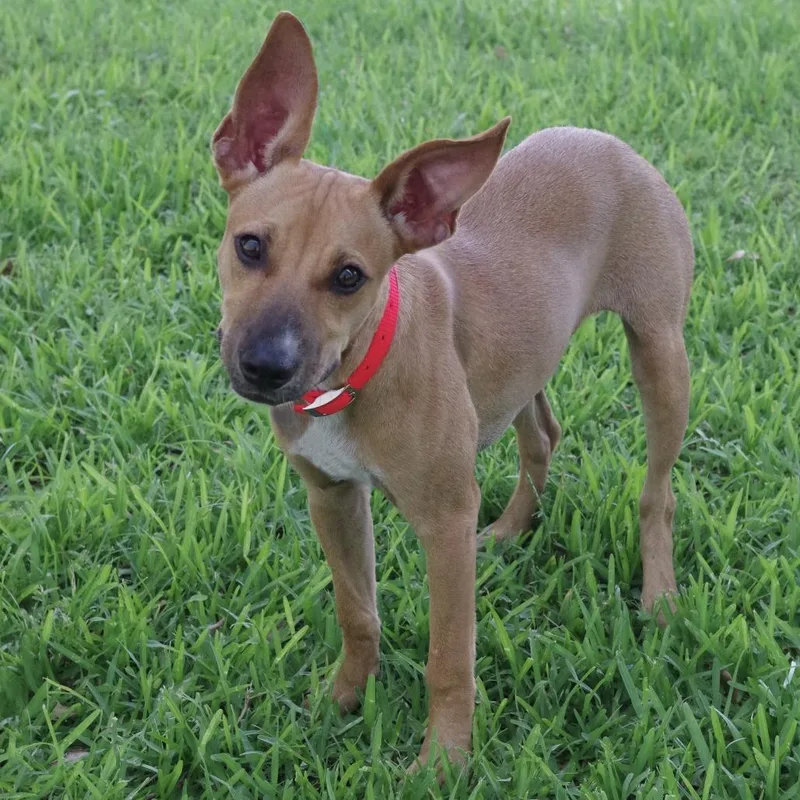 Puppy Cami thumbnail 2