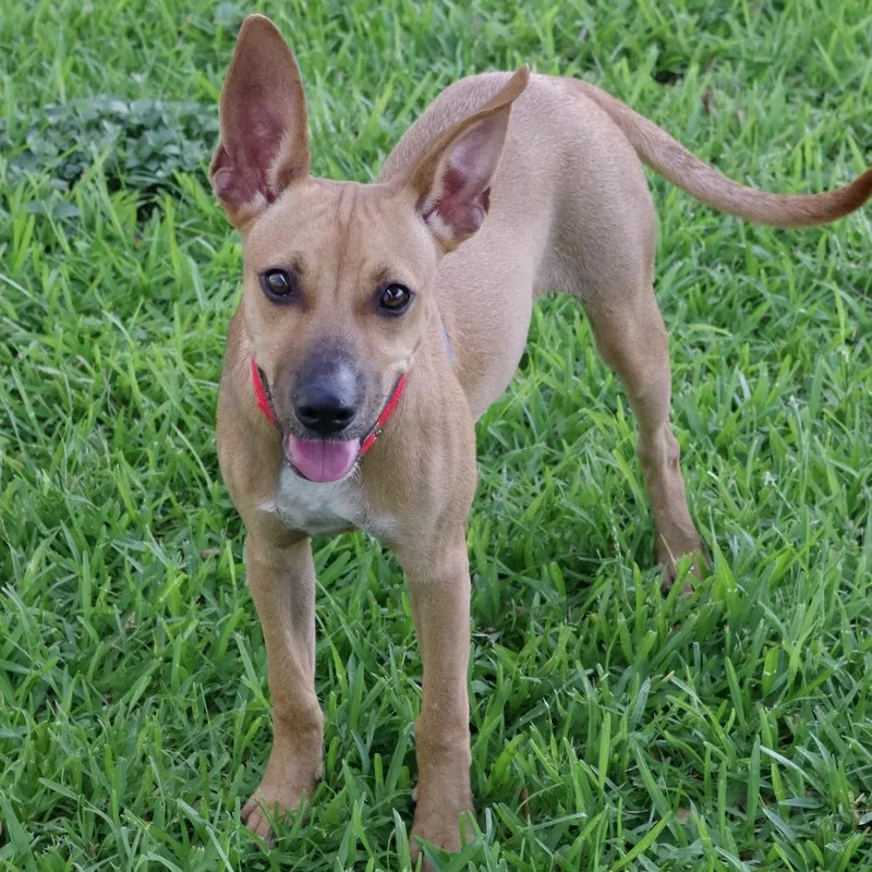 Puppy Cami thumbnail 3