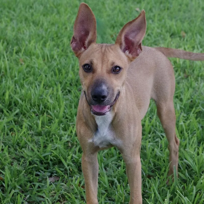 Puppy Cami thumbnail 4