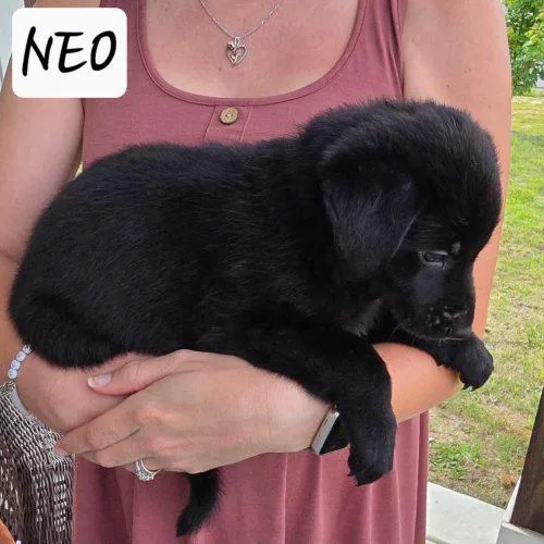Neo thumbnail 2