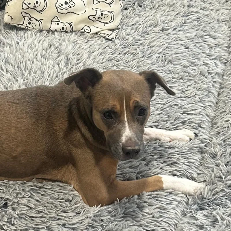 An adult medium-sized female Brown / Chocolate Mixed Breed dog named Lucy for adoption in Vassalboro, ME