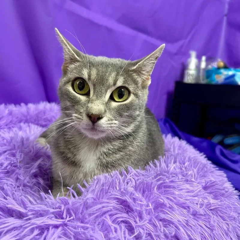 An adult medium-sized female Gray / Blue / Silver Domestic Short Hair cat named Ophelia for adoption in North Myrtle Beach, SC