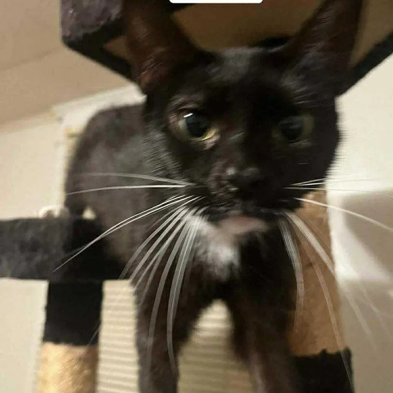 Juliette thumbnail 2