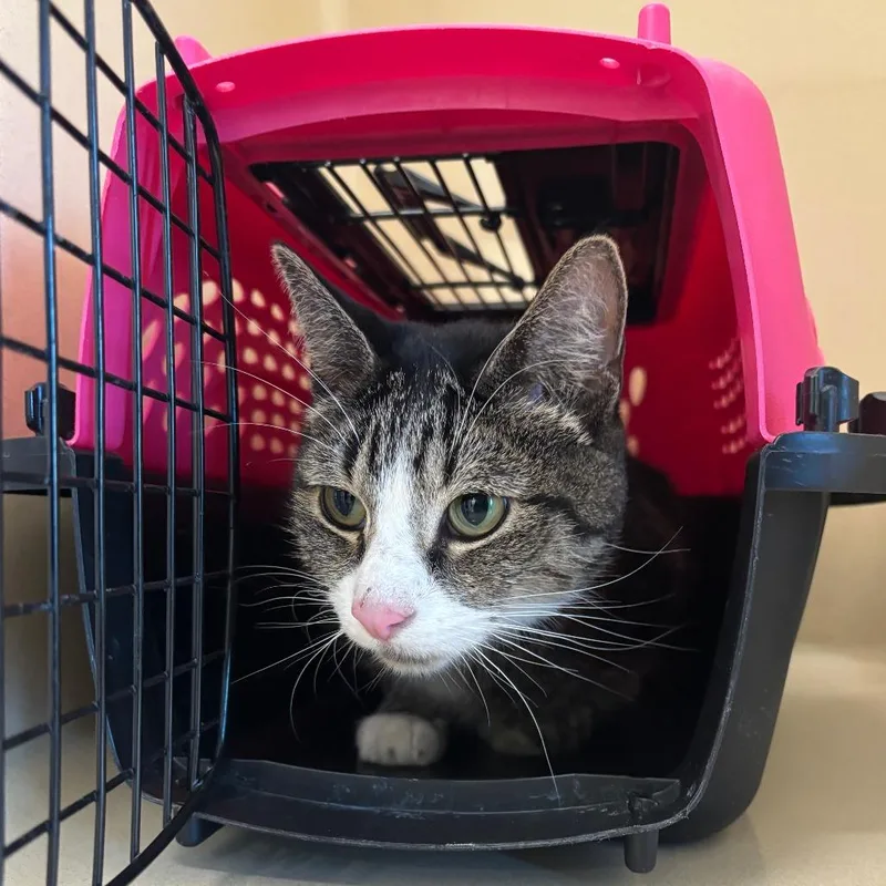 An adult medium-sized female Tabby (Buff / Tan / Fawn) Domestic Short Hair cat named Chia for adoption in Evanston, IL