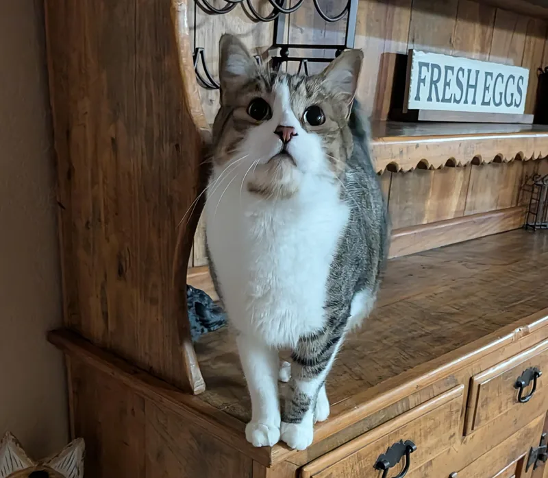 An adult large-sized male Domestic Short Hair cat named Fig for adoption in Sonoita, AZ