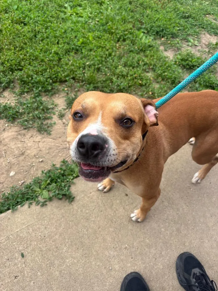 An adult medium-sized male Pit Bull Terrier dog named Oden for adoption in Wabash, IN