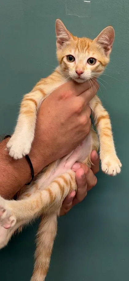 A baby small-sized female Domestic Short Hair cat named Kenya for adoption in Honolulu, HI