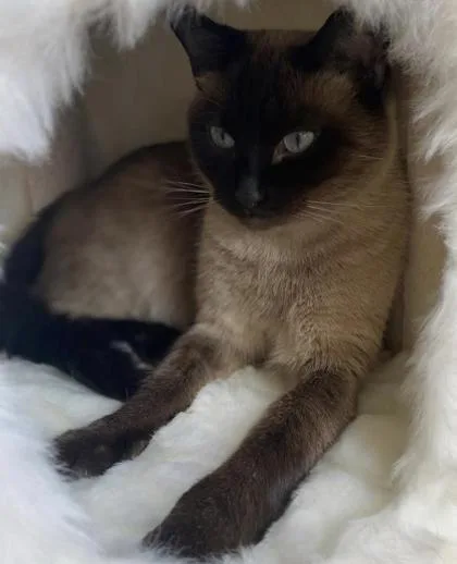 KoKo