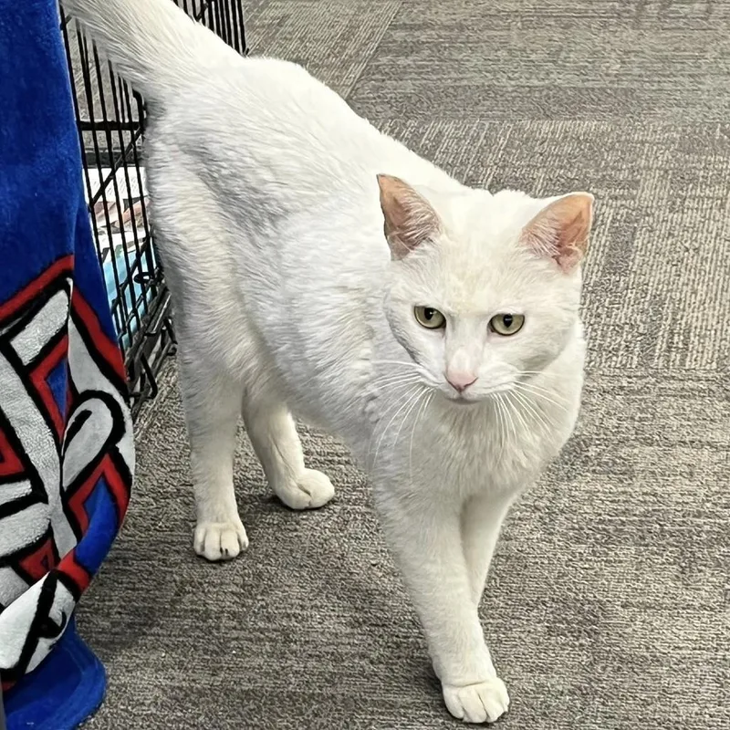 An adult medium-sized female Cream / Ivory Domestic Short Hair cat named Anastasia for adoption in Hamburg, NY
