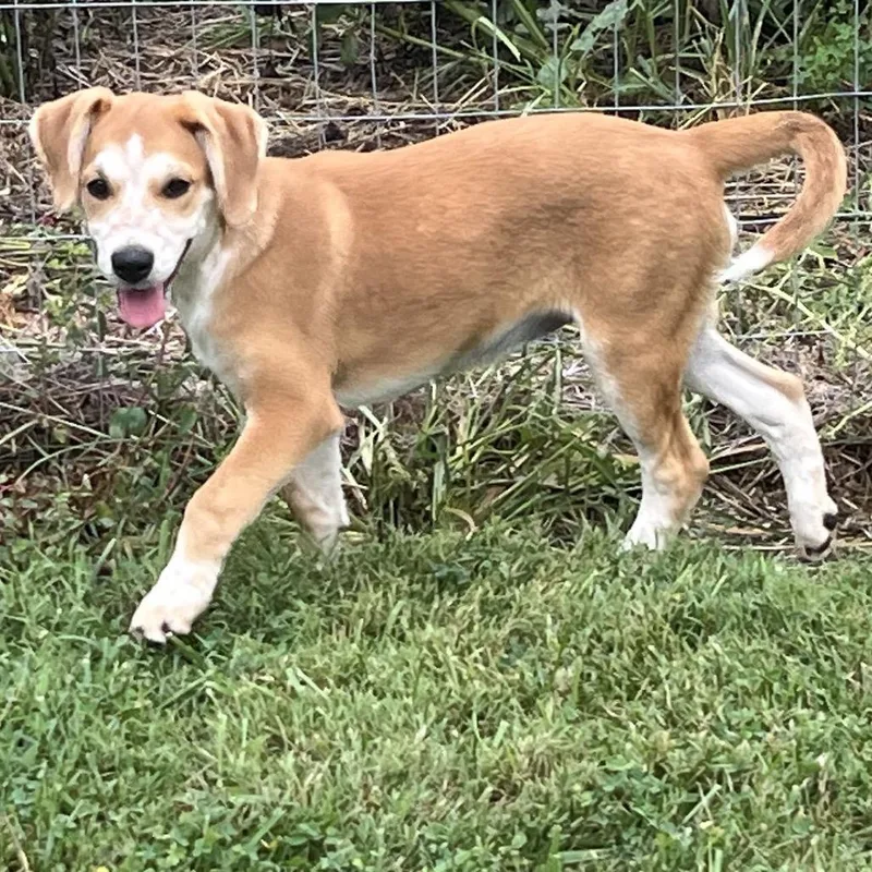 Comic Pup: Daphne