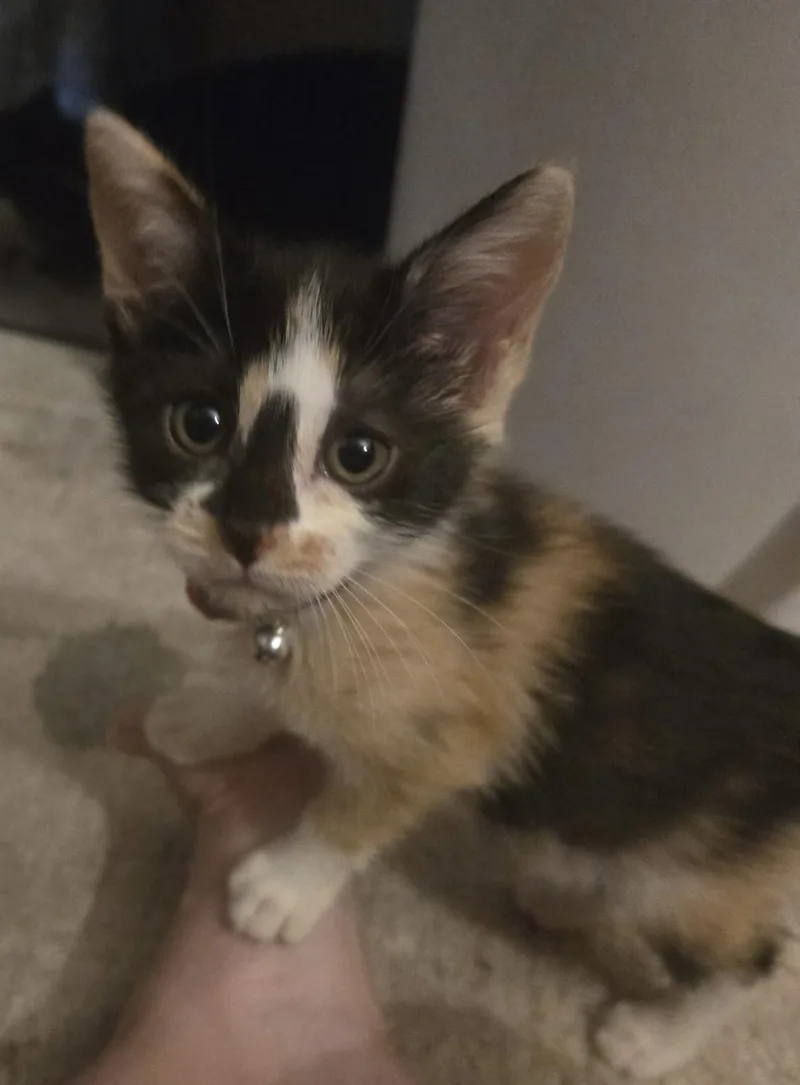 A baby medium-sized female Calico Domestic Short Hair cat named Snickers for adoption in Cleveland, OH