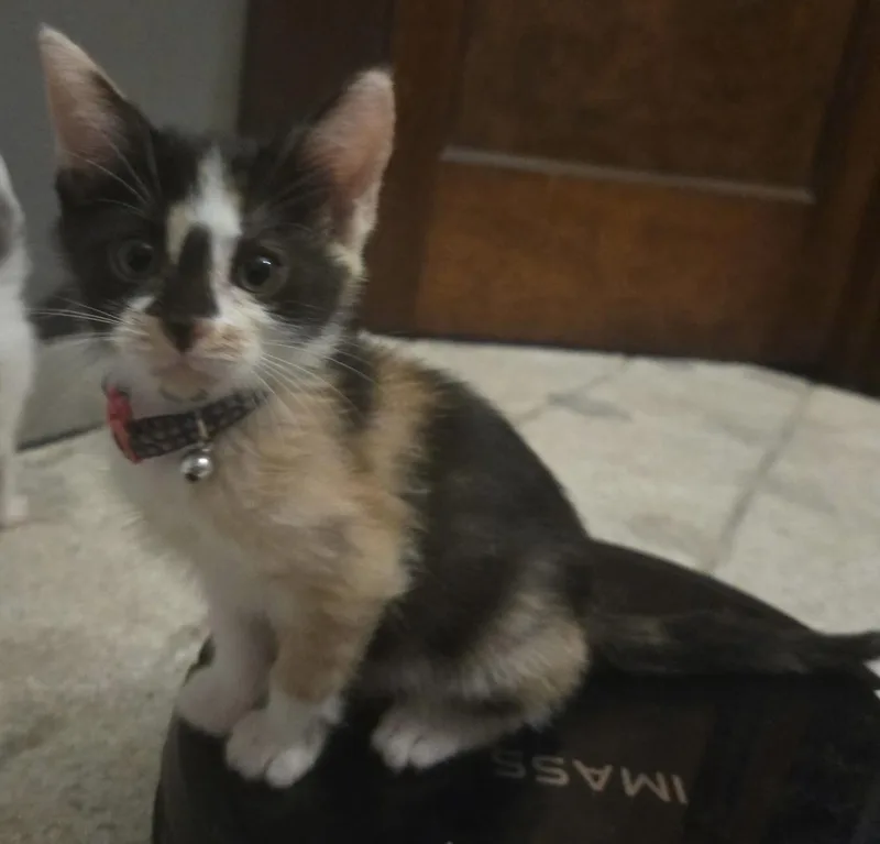 Snickers thumbnail 3