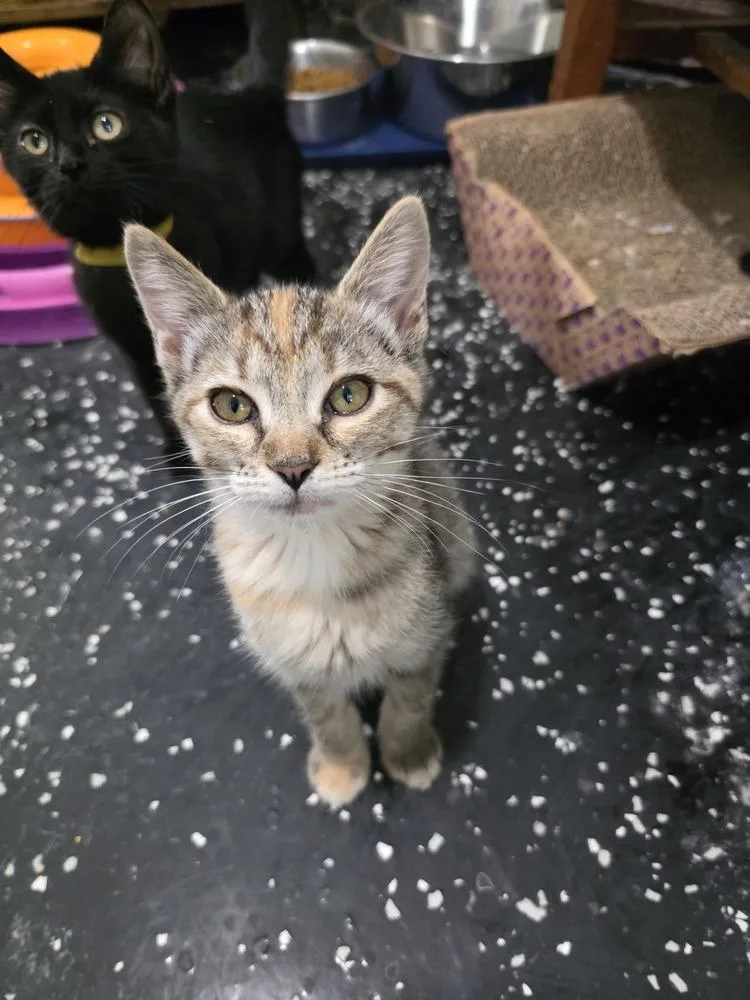 A baby small-sized female Domestic Short Hair cat named Scarlet Witch for adoption in Lewisburg, TN