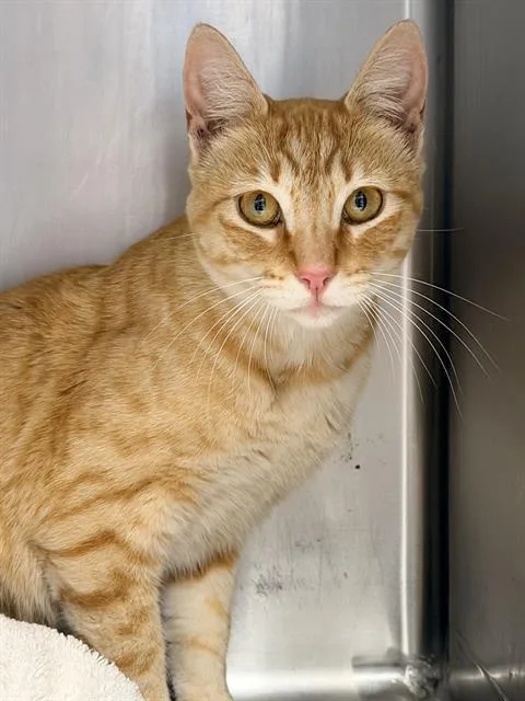 A young small-sized female Domestic Short Hair cat named Tabitha for adoption in Santa Cruz, CA