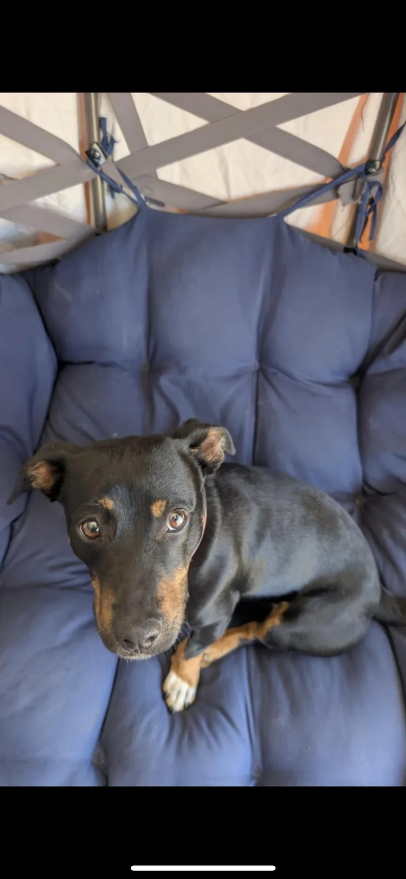 Pepper thumbnail 4