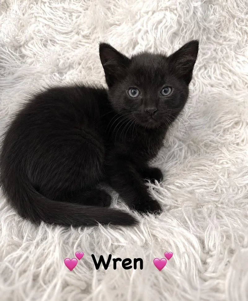 A baby medium-sized female Black Domestic Short Hair cat named Wren for adoption in Copley, OH