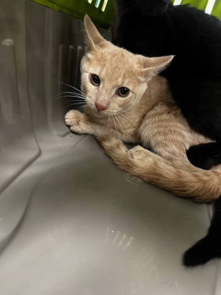 A baby small-sized male Domestic Short Hair cat named Buzz for adoption in Van Nuys, CA