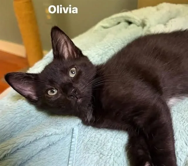 A baby small-sized female Domestic Short Hair cat named Olivia for adoption in Springfield, MA
