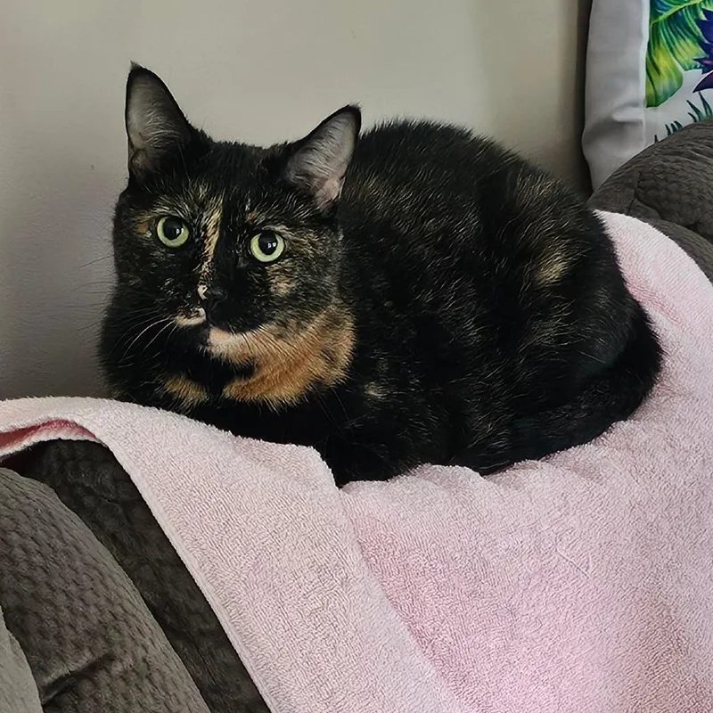 An adult medium-sized female Tortoiseshell Domestic Short Hair cat named Jennifer for adoption in Carmel, IN