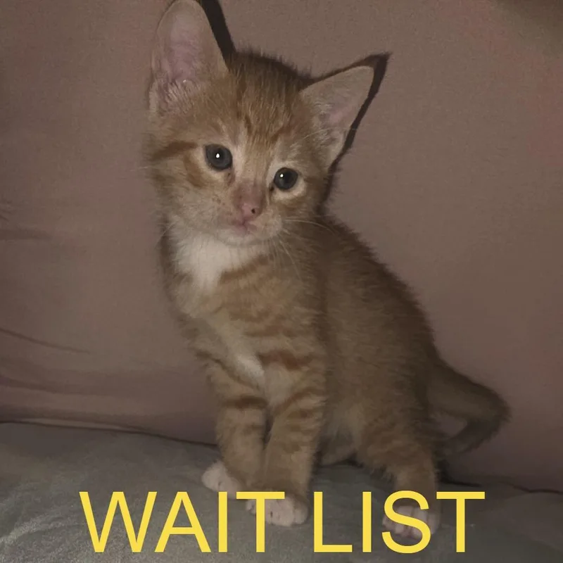 Meowvin