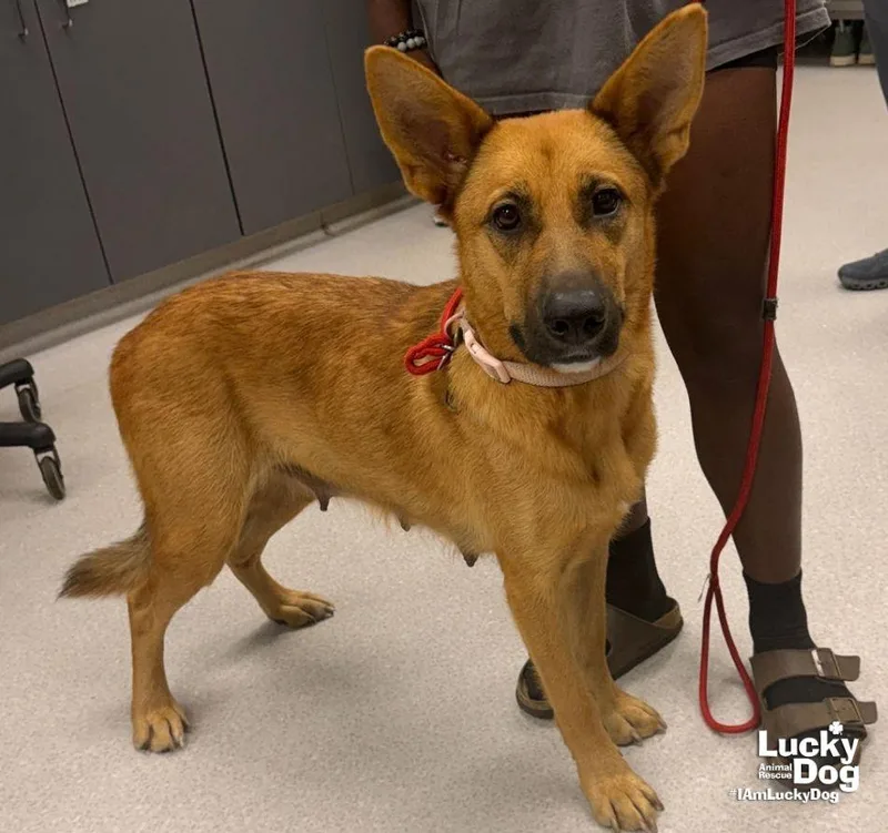 A young large-sized female German Shepherd Dog dog named Zelda for adoption in Washington, DC