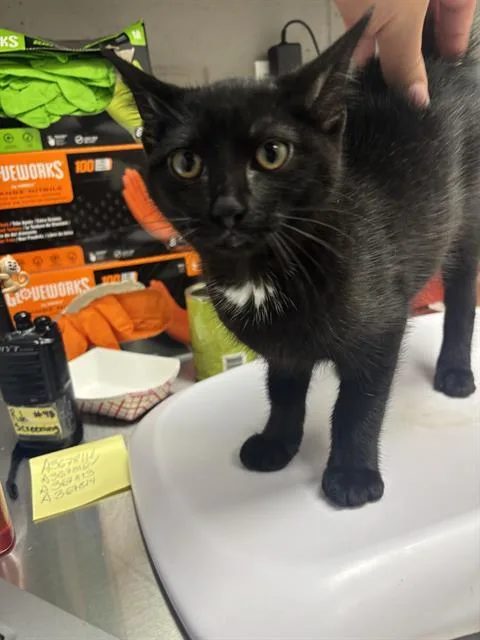 A baby small-sized female Domestic Short Hair cat named Eponia for adoption in Indianapolis, IN