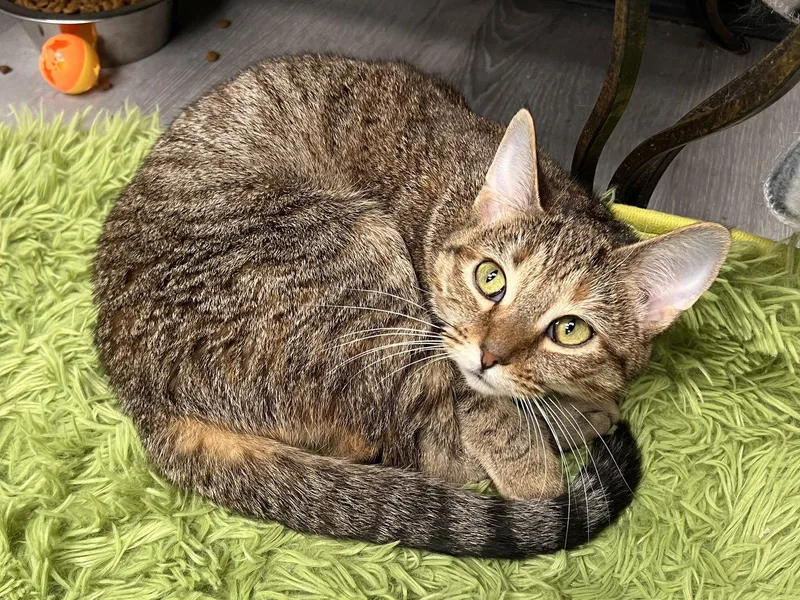 An adult medium-sized female Torbie cat named Buttercup for adoption in Georgetown, KY