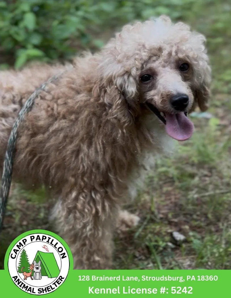 A young medium-sized male Poodle dog named Buffett for adoption in Stroudsburg, PA